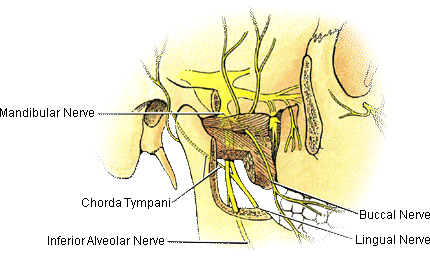 Nerve Placement Lateral